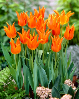 Tulipan Ballerina - 5 szt.