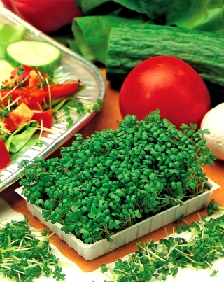 Nasiona na kiełki - Brukiew