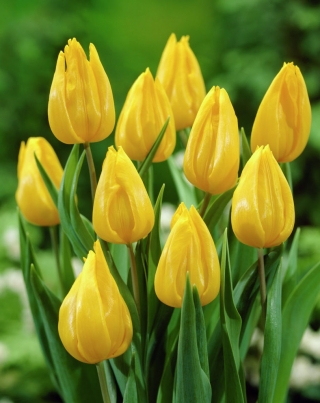 Tulipan Yokohama - duża paczka! - 50 szt.