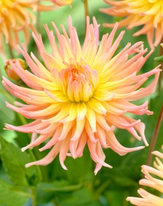 Dalia - Apricot Star