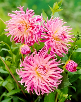 Dalia - Star's Favourite