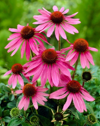 Jeżówka różowa - Magnus - 1 szt.