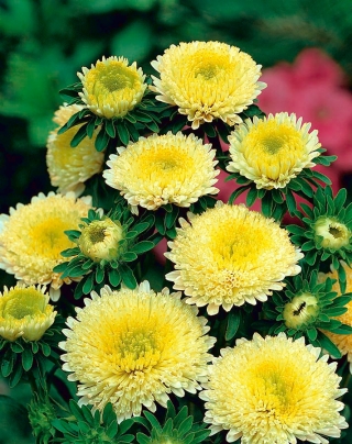 Aster pomponowy - żółty