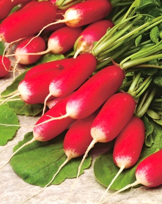 Rzodkiewka Opolanka - NASIONA OTOCZKOWANE