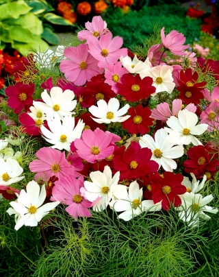 Onętek, Kosmos Sensation - mieszanka