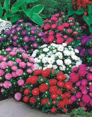 Aster karłowy Pinocchio