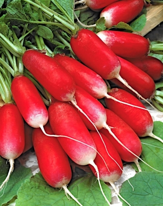 BIO Rzodkiewka podłużna Flamboyant 2 - Certyfikowane nasiona ekologiczne