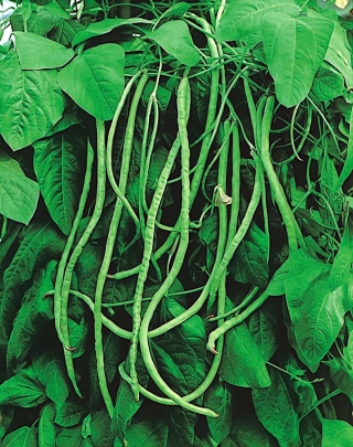 Fasolnik chiński Metro Black