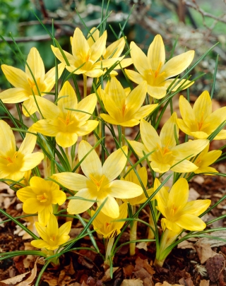 Krokus Saturnus - 10 szt.