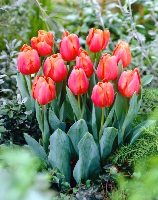 Tulipan Jimmy - 50 szt.