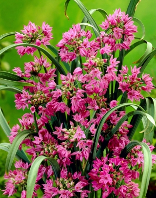 Czosnek kazachstański - Allium oreophilum - GIGA paczka! - 1000 szt.