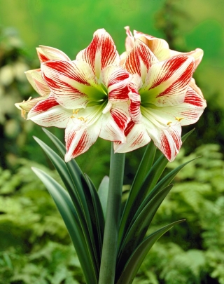 Hipeastrum - Amarylis - Ambiance