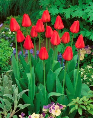 Tulipan Apeldorn - duża paczka! - 50 szt.