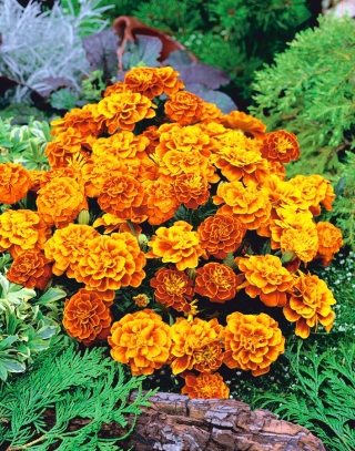 Aksamitka Queen Sophia - rozpierzchła, pomarańczowo-mahoniowa