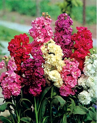 Lewkonia Varsovia - mieszanka o błyszczących liściach