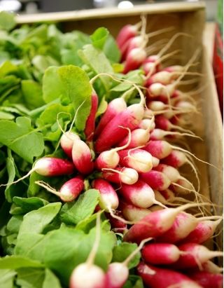 Rzodkiewka 18-dniowa De dix-huit jours