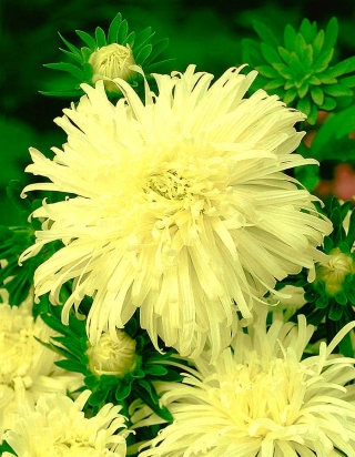 Aster chryzantemowy Izabela - wysoki
