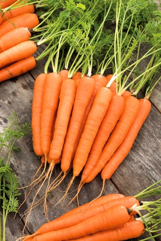 Marchew Lenka - średnio późna - NA TAŚMIE