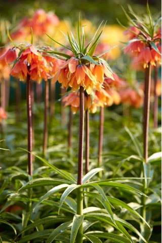 Korona Cesarska - Bach