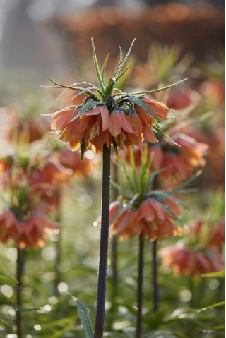 Korona Cesarska - Brahms - duża paczka! - 10 szt.