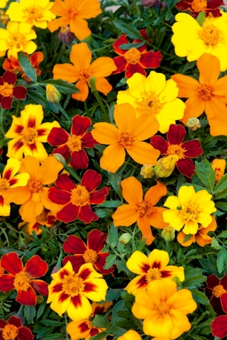 Aksamitka Disco - mieszanka, pojedyncza, niska