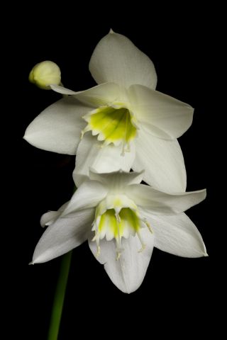 Lilia amazońska - Eucharis amazonica