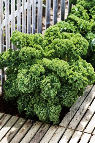 Jarmuż Dwarf Green Curled - zielony