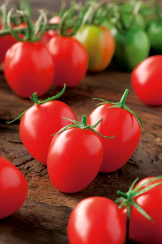 Pomidor Principe Borghese - gruntowy, typu cherry