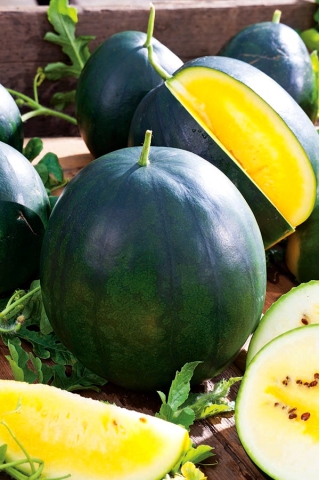 Arbuz, kawon Janosik - żółty