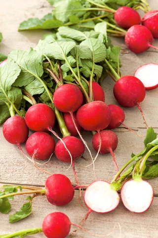 Rzodkiewka Rowa - NASIONA OTOCZKOWANE