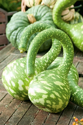 Tykwa pospolita Kobra