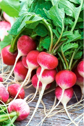 Rzodkiewka Ewka - czerwona z białym końcem