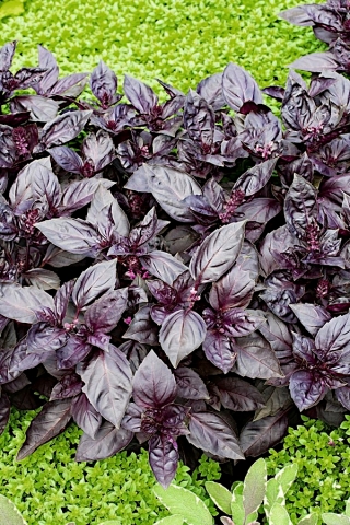 Bazylia Dark Opal - czerwona