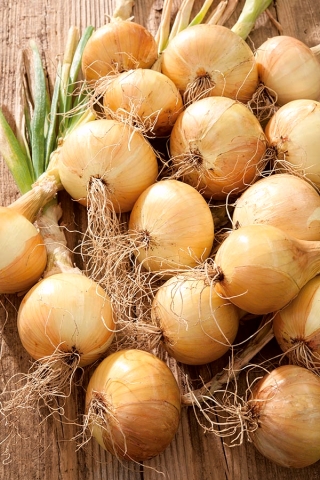 Cebula Cordia F1 - średniopóźna