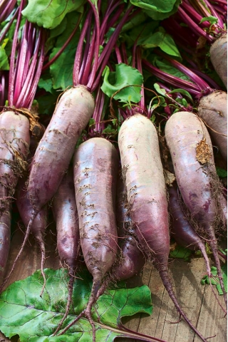 BIO Burak ćwikłowy Cylindra - Certyfikowane nasiona ekologiczne