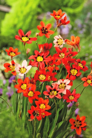 Sparaksis - mix kolorów - duża paczka! - 200 szt.