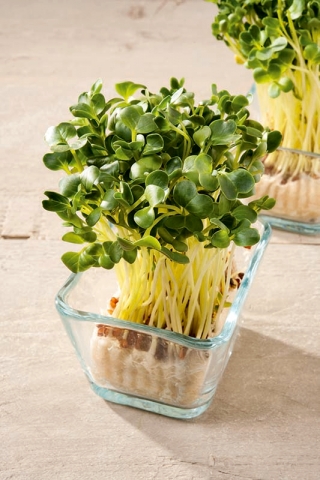 Microgreens - Rzodkiewka - młode listki o unikalnym smaku - 250 gram