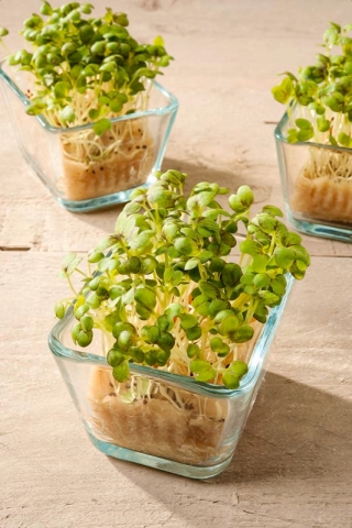 Microgreens - Gorczyca - młode listki o unikalnym smaku - 1 kg