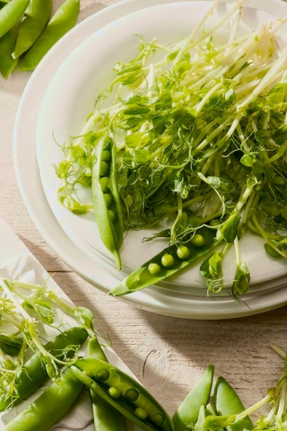 Microgreens - Groch cukrowy - młode listki o unikalnym smaku - 250 gram