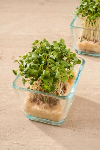 Microgreens - Mizuna - młode listki o unikalnym smaku - 100 gram