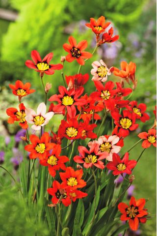 Sparaksis - mix kolorów  - 20 szt