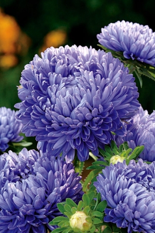 Aster peoniowy - niebieski