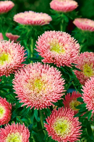 Aster książęcy Niusia