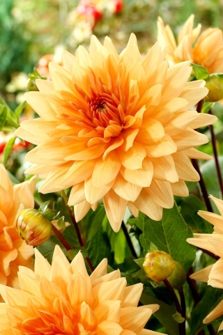 Dalia - Noordwijks Glorie