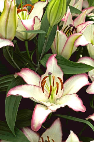 Lilia - Hotline - duża paczka! - 10 szt.