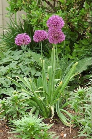 Czosnek ozdobny Krzysztofa - 5 szt.