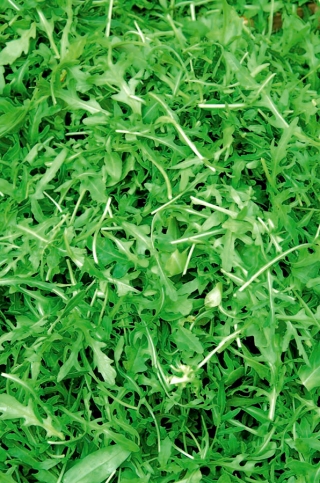 Rucola Eruca Sativa - NA TAŚMIE
