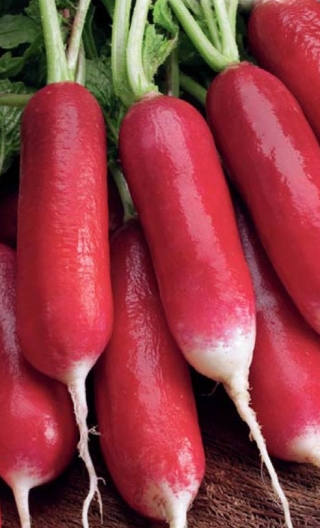 BIO Rzodkiewka podłużna Flamboyant 2 - Certyfikowane nasiona ekologiczne