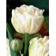 Tulipan Mount Tacoma - opak. 5 szt.