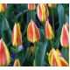 Tulipan Gluck  opak. 5 szt.